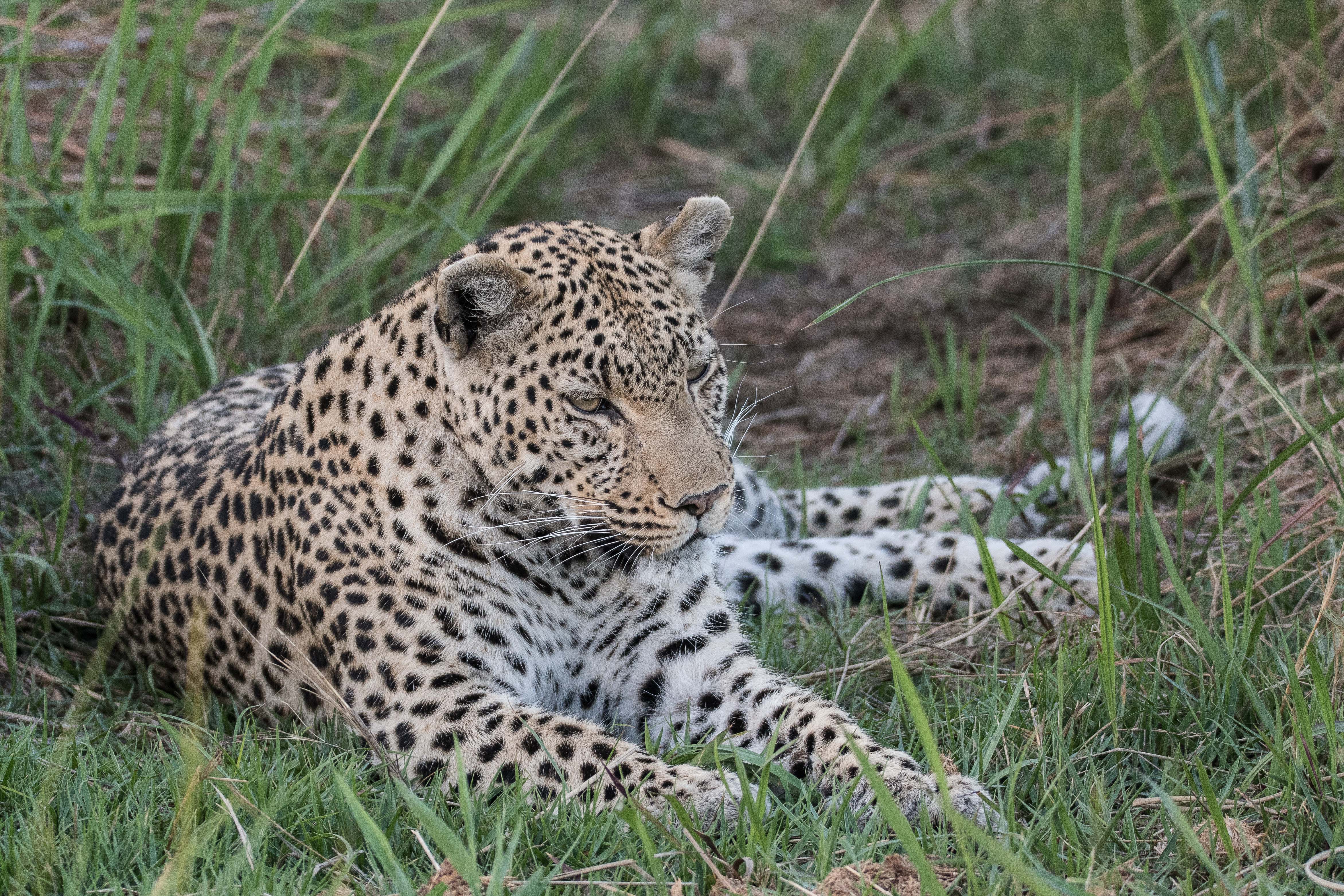 Léopard (Leopard, Panthera pardus), jeune femelle au repos, Shinde, Delta de l'Okavango, Botswana.